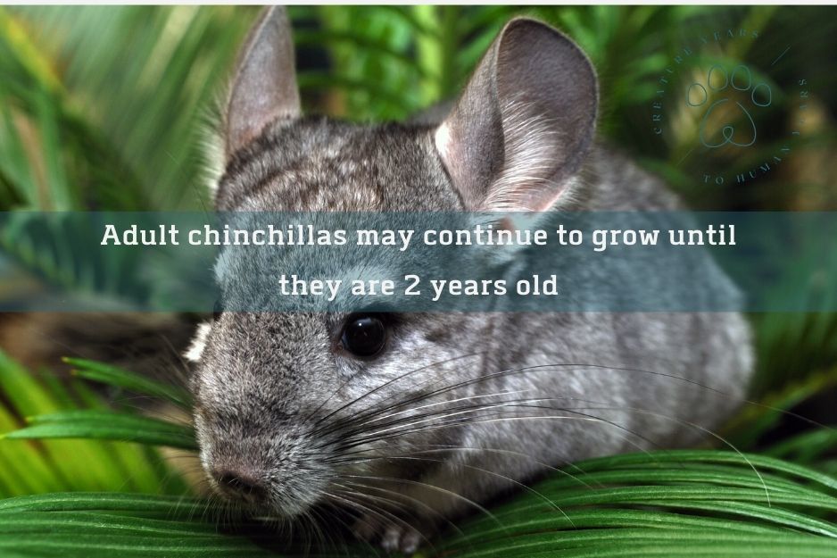 adult chinchilla in the leaves