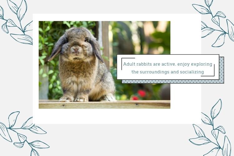 grey adult rabbit sitting on a porch