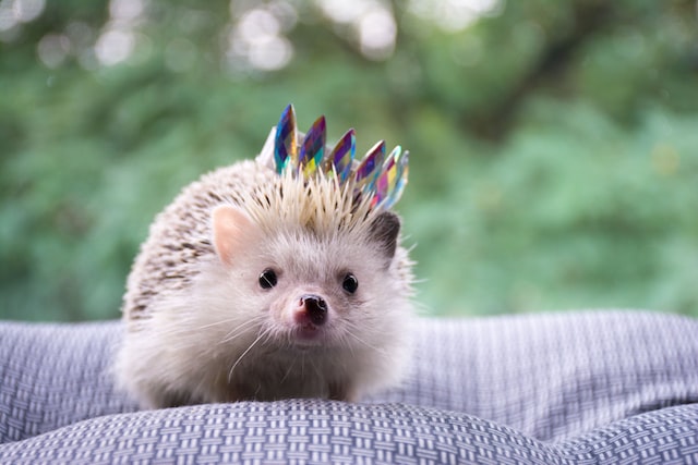 hedgehog on a blanket