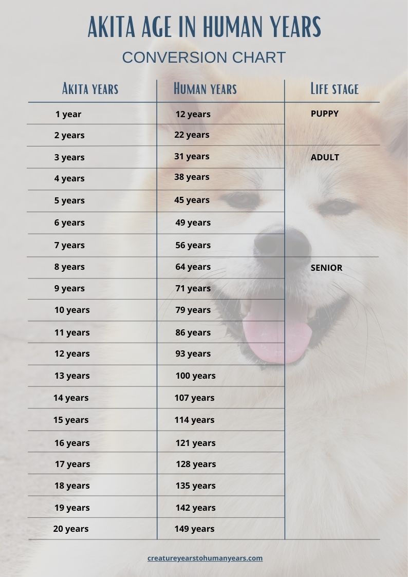akita age chart in human years