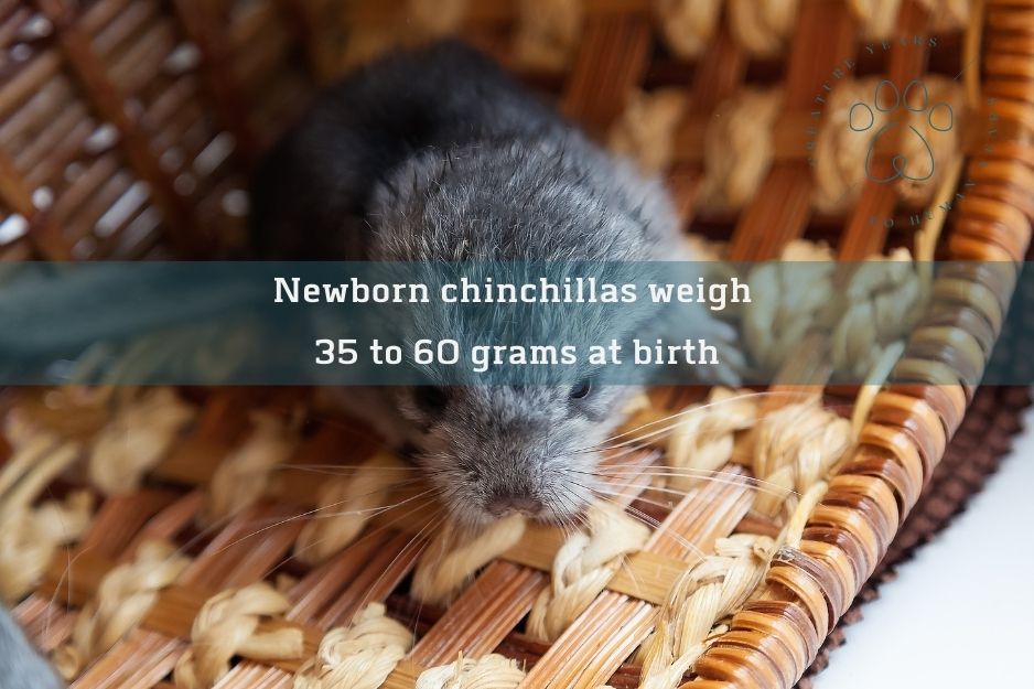 a grey chinchilla kit in a basket