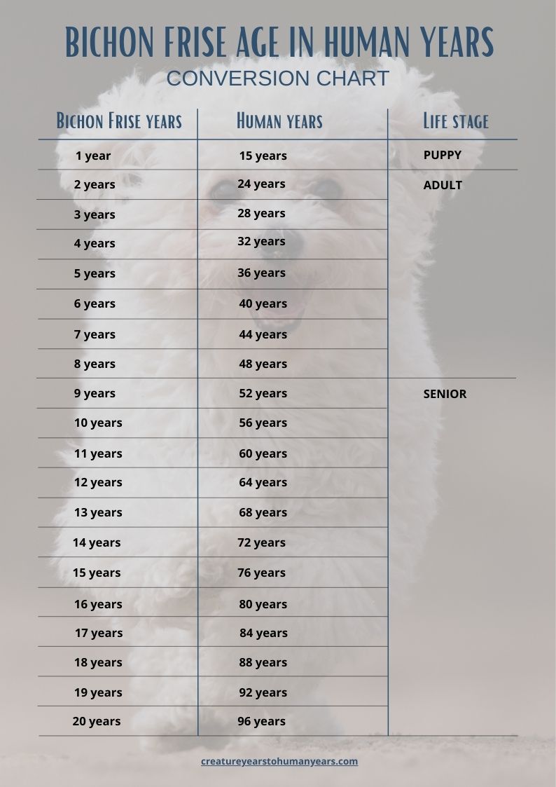 bichon frise age in human years chart