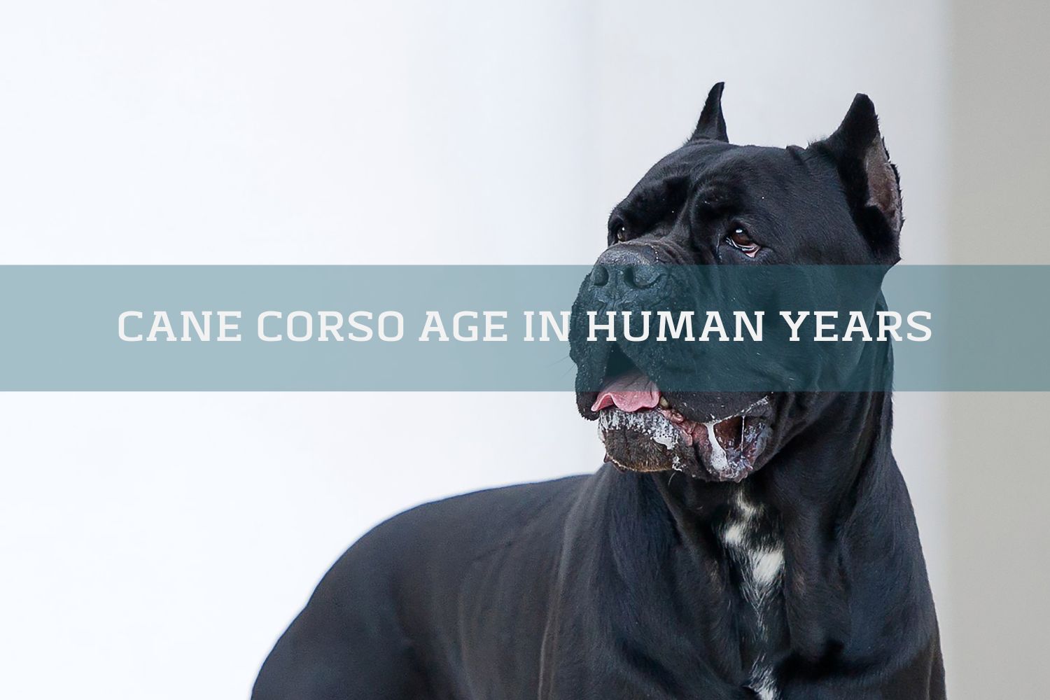 Cane Corso dog