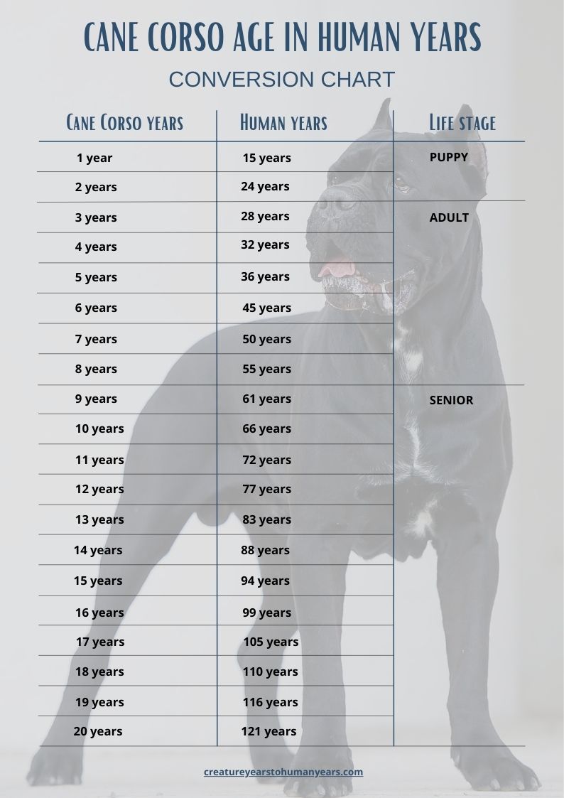 Cane Corso age chart in human years