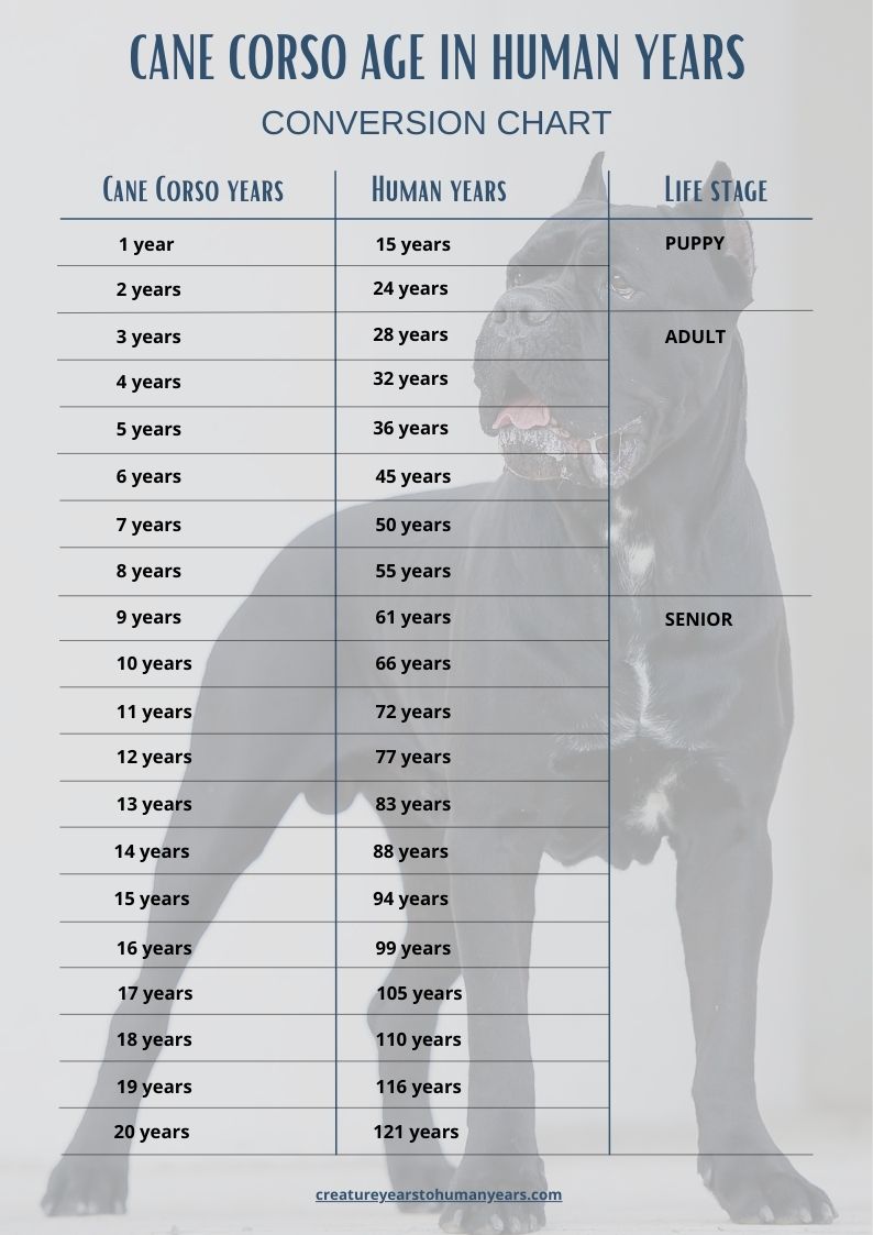 Cane Corso Age in Human Years Calculate Cane Corso Human Age