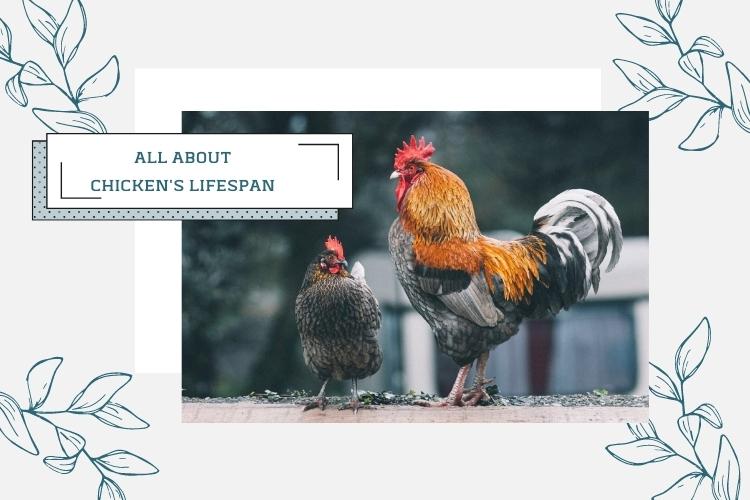 chicken lifespan and life cycles