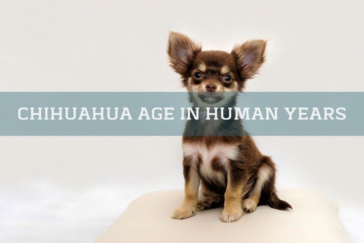 Chihuahua Age in Human Years Calculate Chihuahua's Human Age