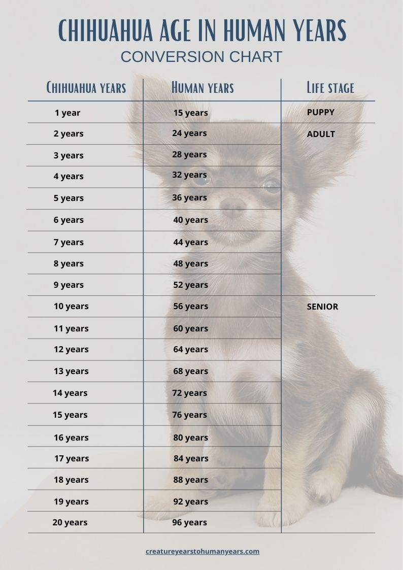 chihuahua age in human years chart