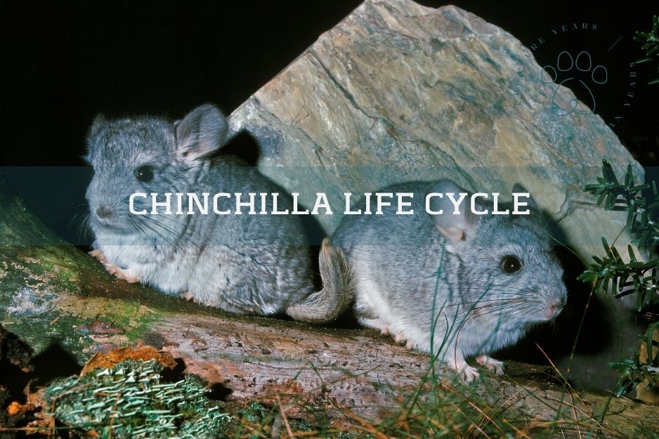 chinchilla life cycles