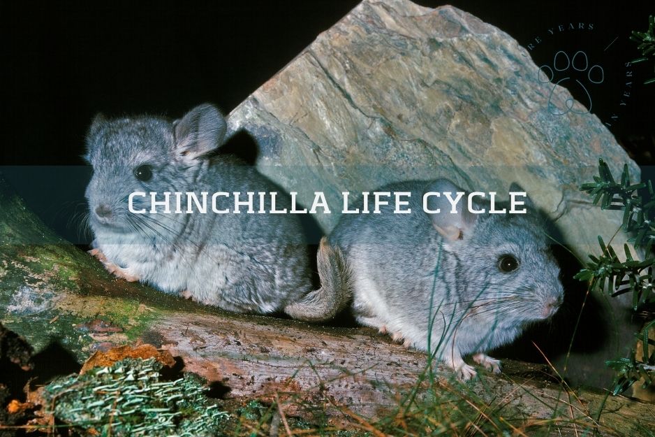 two grey chinchillas near a rock