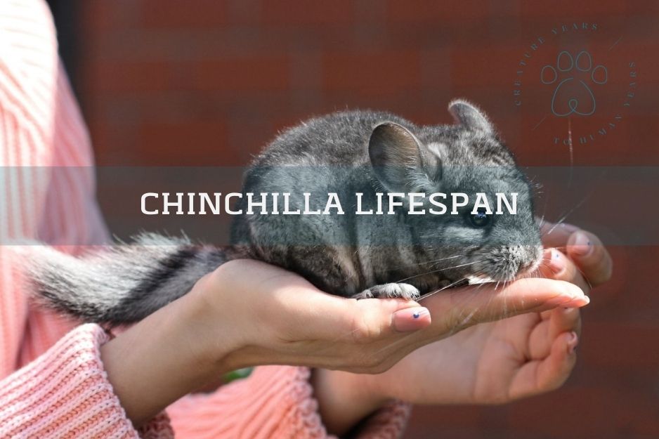 grey chinchilla on a hand