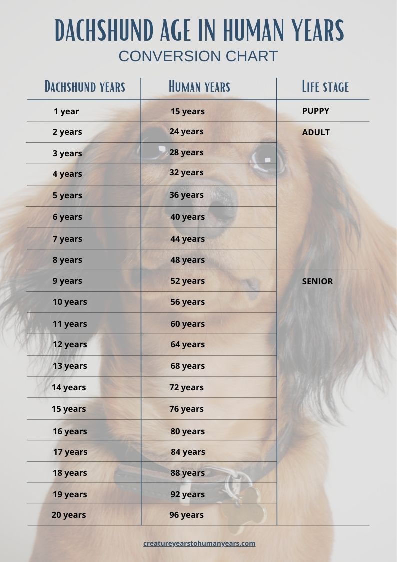 Dachshund age chart in human years