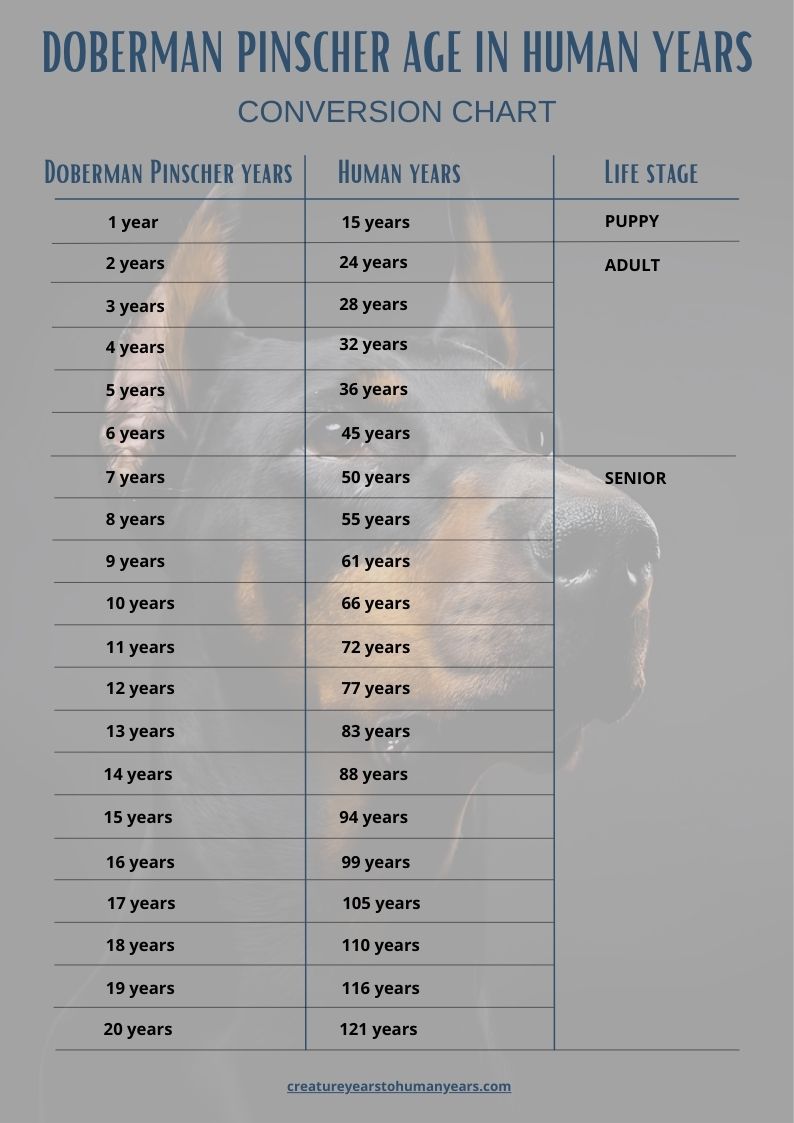 Doberman age chart in human years