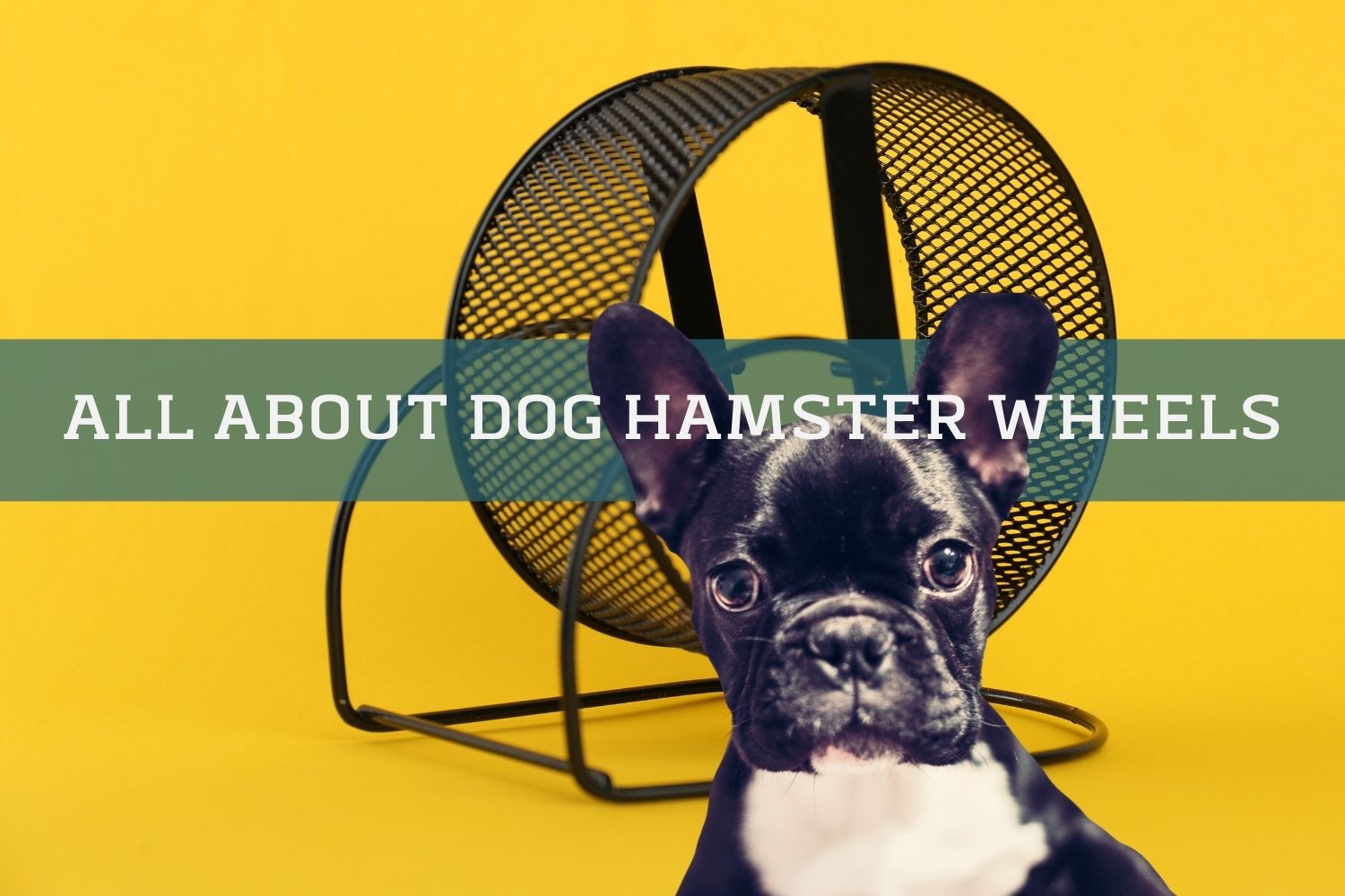 Hamster Wheel for Dogs: The Ultimate Solution for Your Pet's Indoor ...