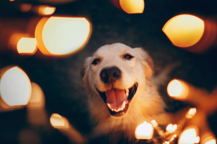 happy dog in the lights
