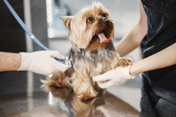 dog on a health check up