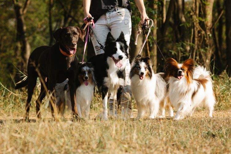 several different dogs on a walk