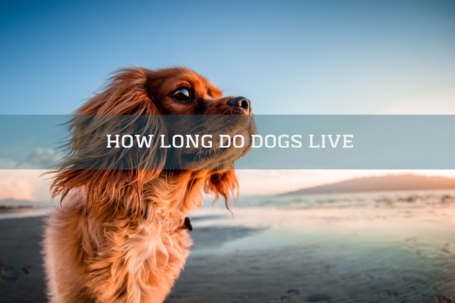 How Long Do Dogs Live and What Affects Their Lifespan