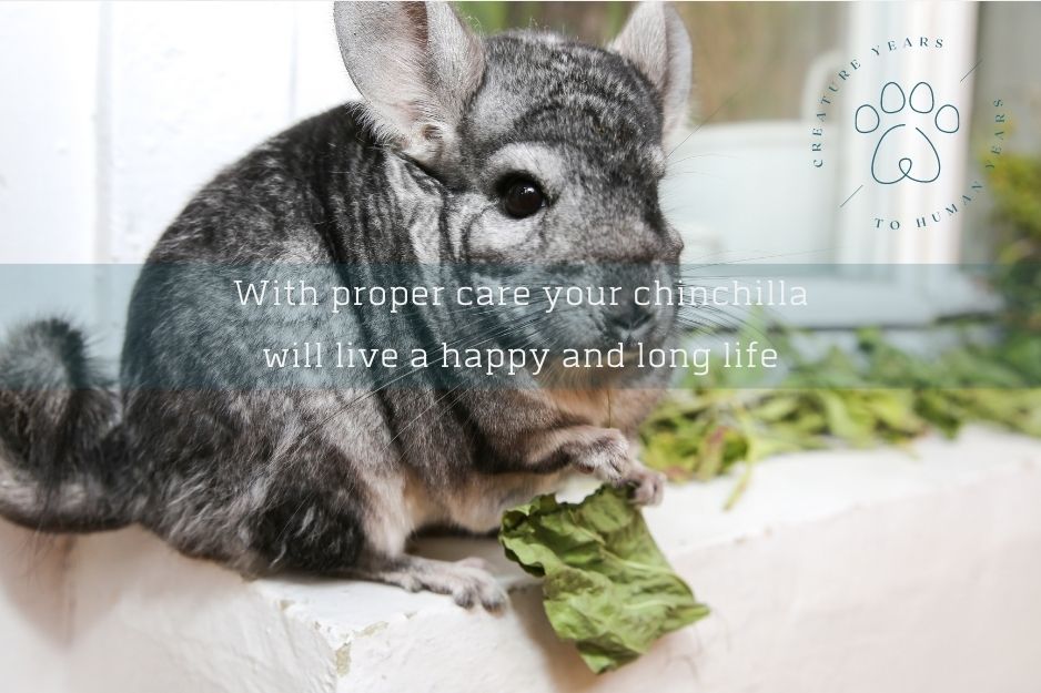 grey chinchilla sitting on a windowsill