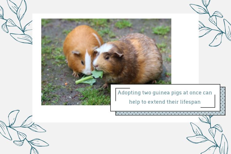 brown and white guinea pigs eating a green leaf