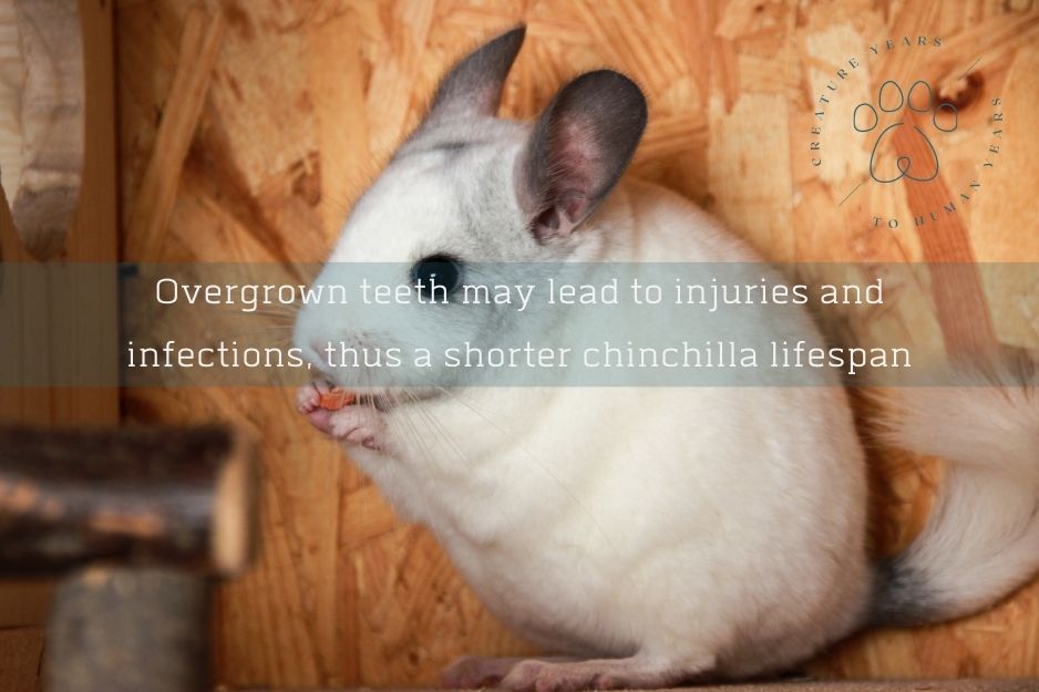white chinchilla chewing a piece of carrot