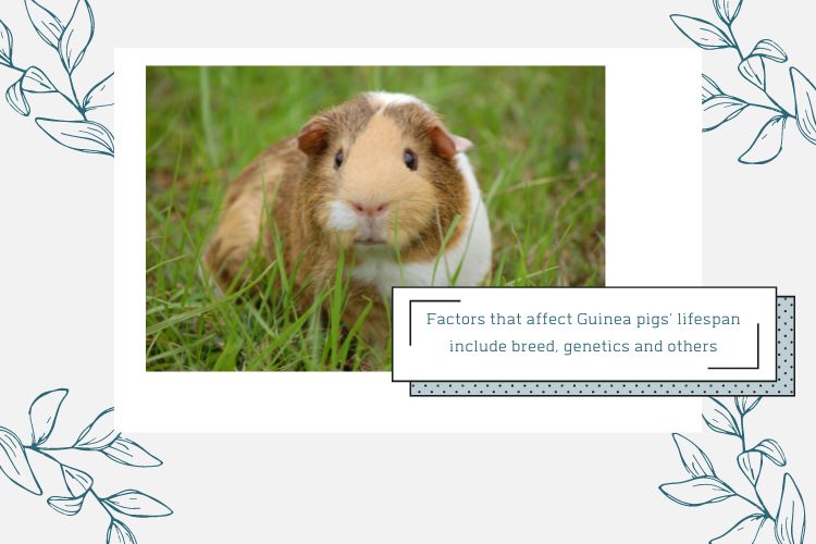 brown and white guinea pig in green grass