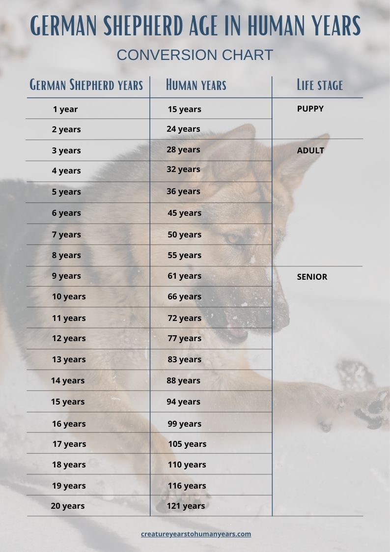 german shepherd age chart in human years
