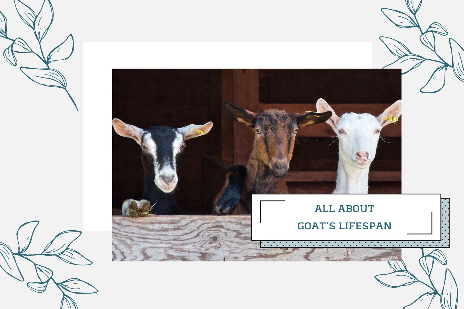 Goat's Lifespan and What Affects Goat Life Expectancy