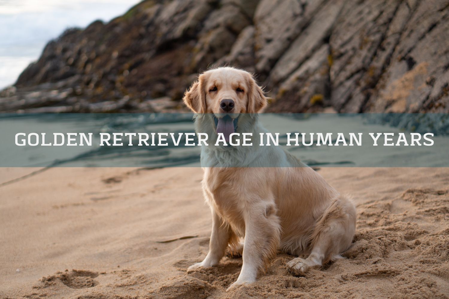 What Age Do Golden Retrievers Die What Age Do Golden Retrievers Die
