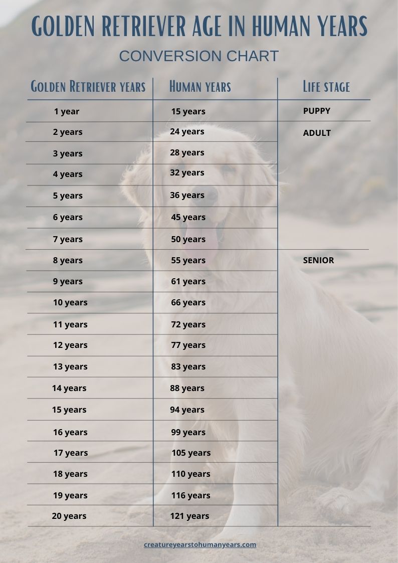 golden retriever age chart in human years
