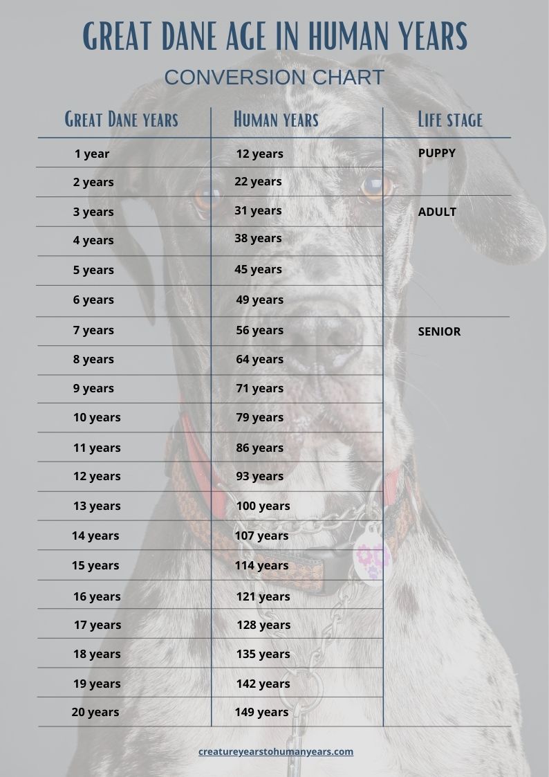 Great Dane age chart in human years