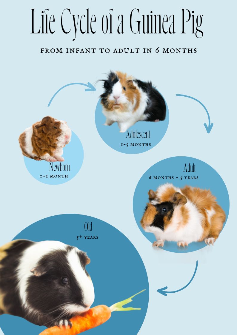 LIFE CYCLE of a GUINEA PIG  Birth, Puberty, Reproductive Cycle