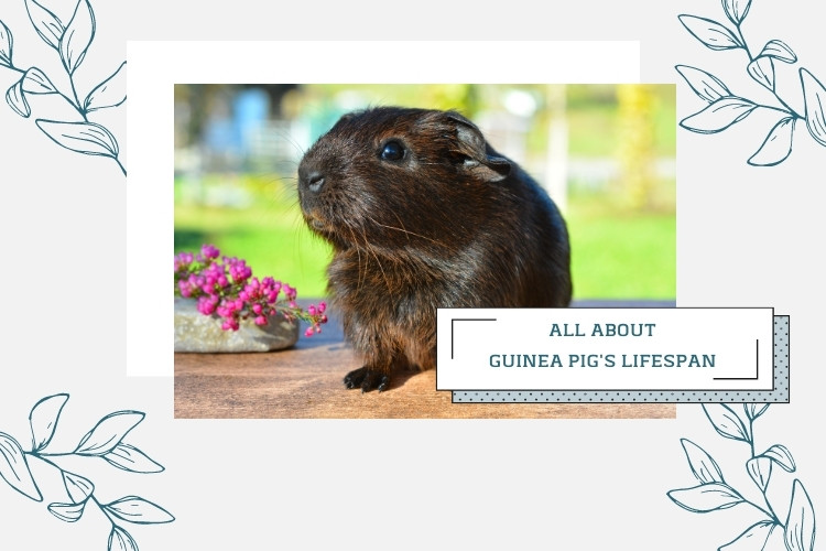 guinea pig lifespan