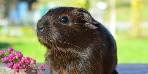 Guinea Pig Years To Human Years CYHY