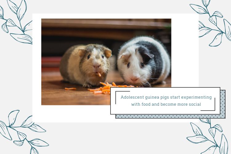 two adolescent guinea pigs eating carrot straws