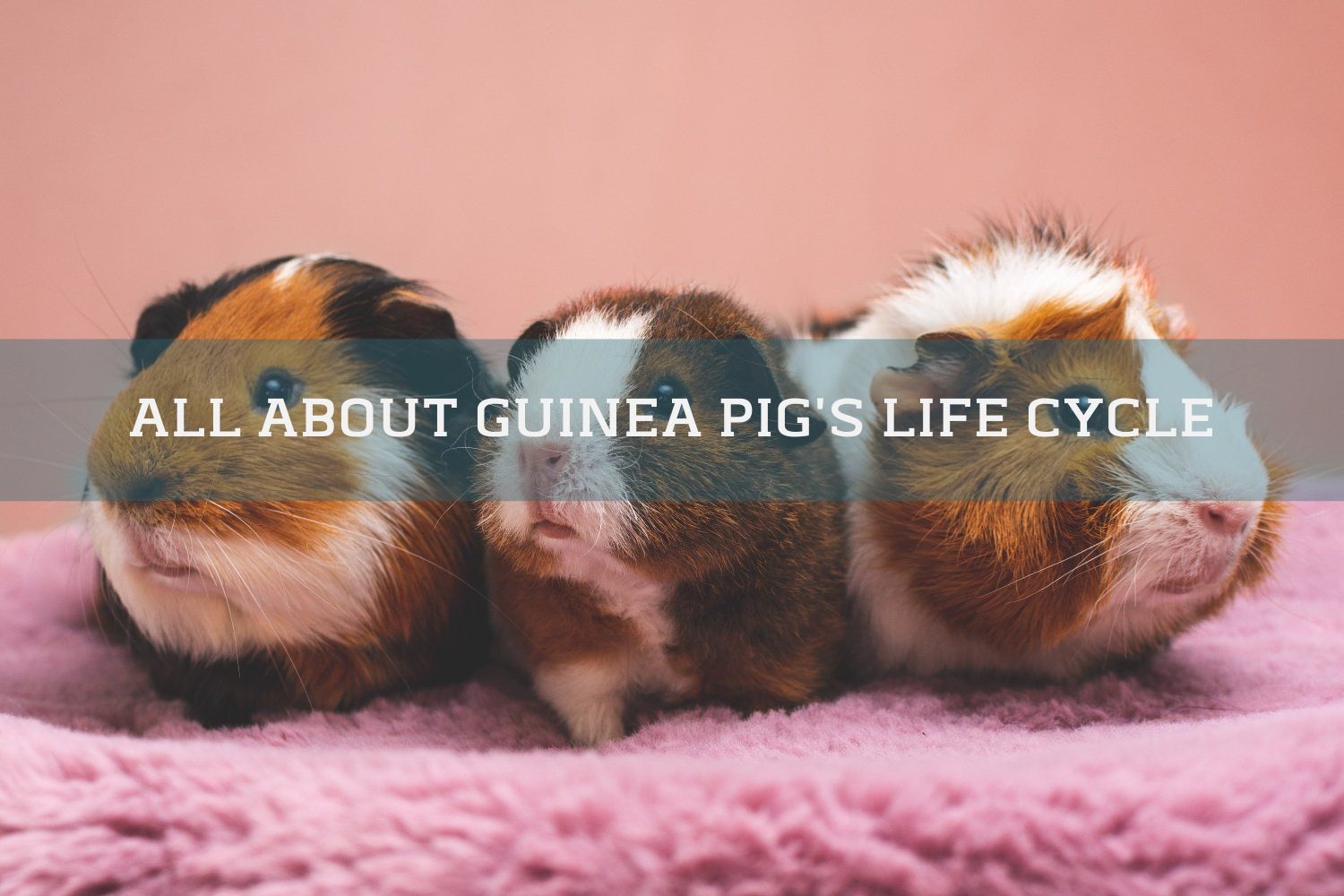 three guinea pigs on a pink blanket