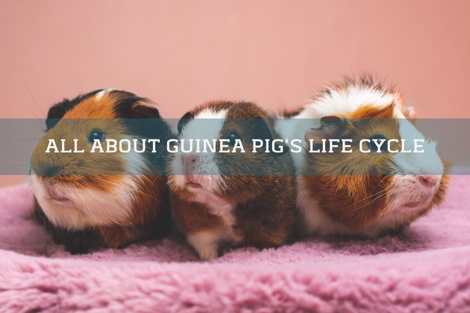 LIFE CYCLE of a GUINEA PIG  Birth, Puberty, Reproductive Cycle