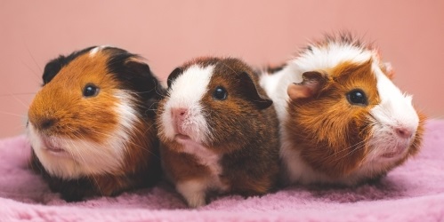 Guinea Pig Years to Human Years Calculator