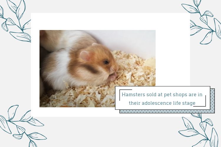 The hamster life cycle: Stages from birth to old age