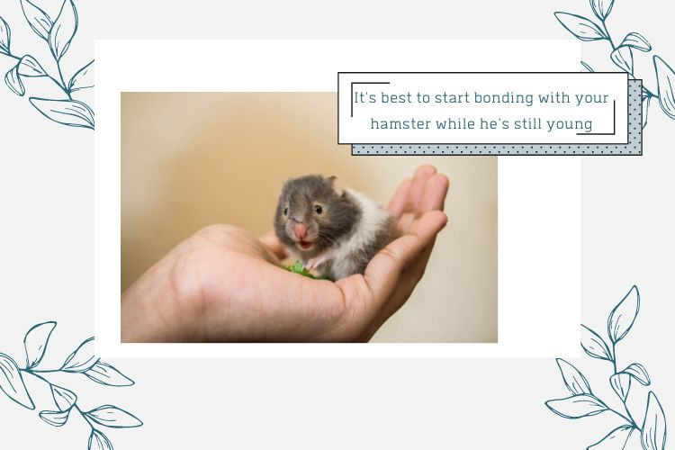 infant hamster sitting on a human hand