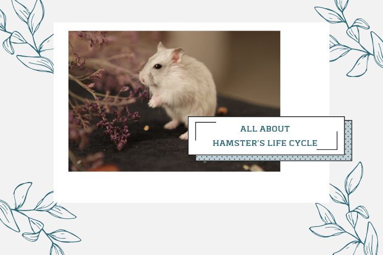 hamster on a table near seeds