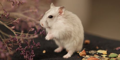 syrian hamster lifespan: 2-3yrs dwarf hamster lifespan: 1-2 yrs🤍::🏷️