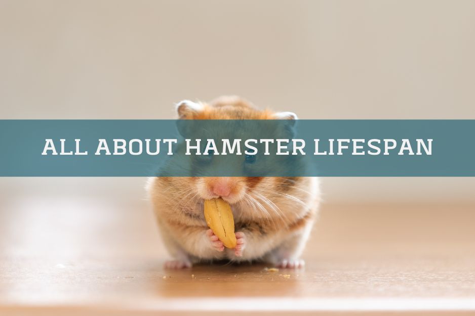 hamster lifespan