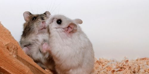 Pet Hamster Lifespan & 'Hamster Years to Human Years' Chart