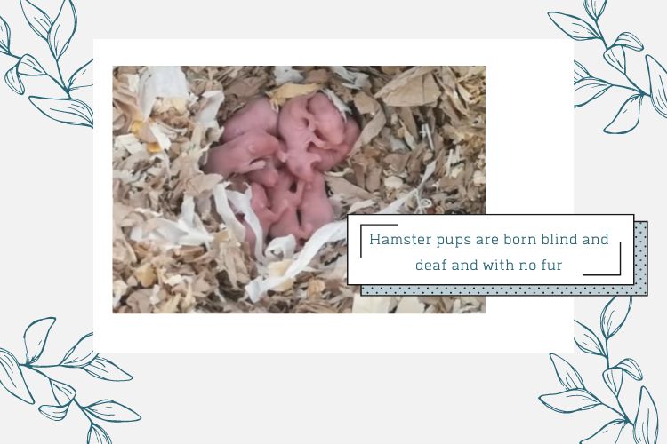 newborn hamster pups