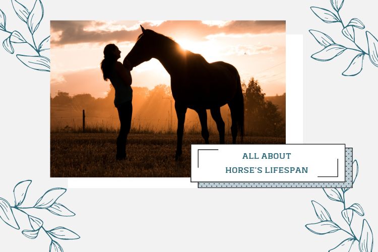horse and a woman in the sunset