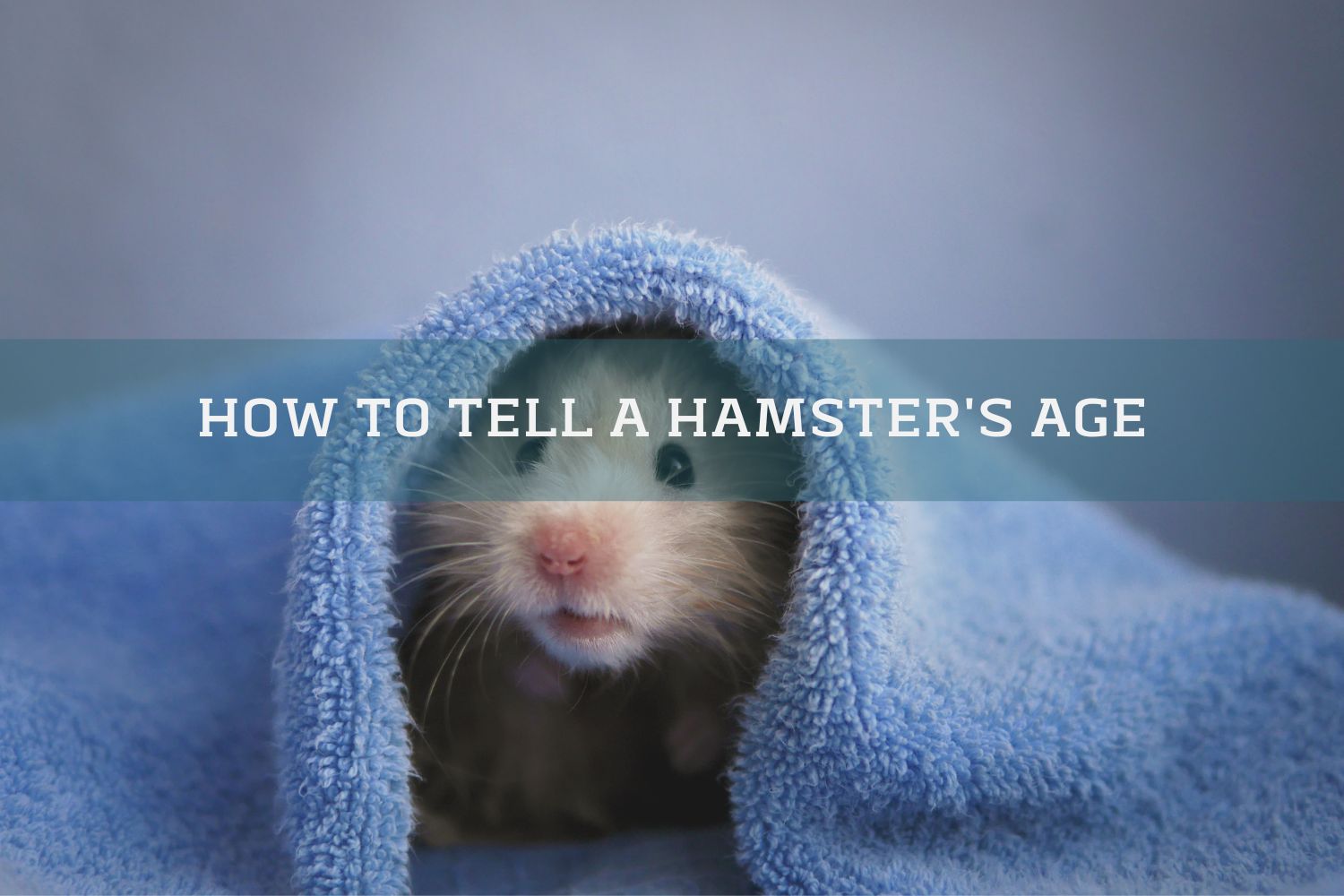 cute hamster under a blue blanket