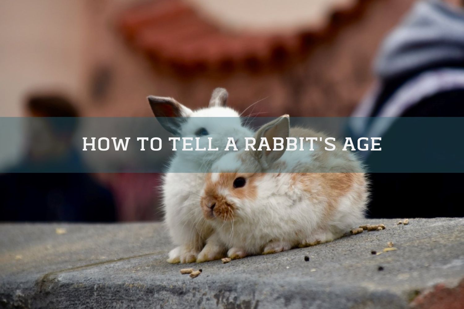 how to tell how old your rabbit is