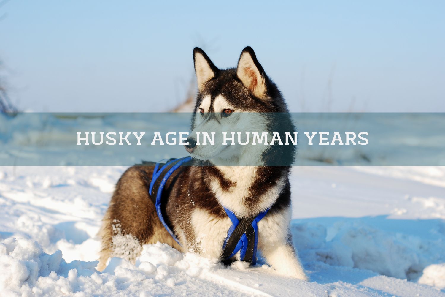 husky dog laying in the snow