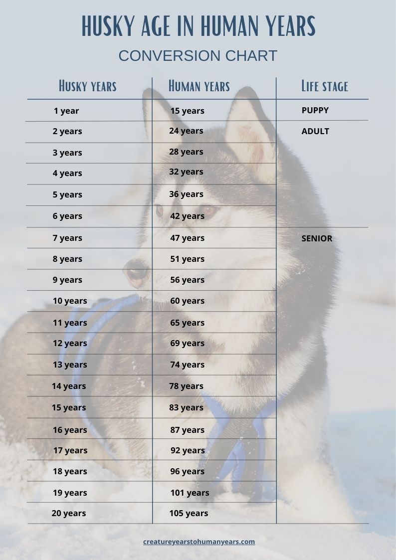 Husky Age In Human Years Calculate Husky Human Age